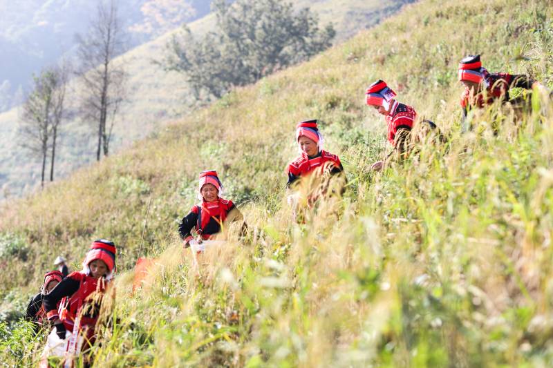 广西金秀：高山岭禾稻飘香 丰收时节话···